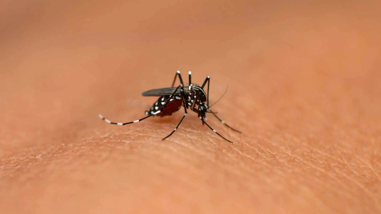 "الذكر السام".. ابتكار للحد من انتشار الأمراض المنقولة عبر البعوض