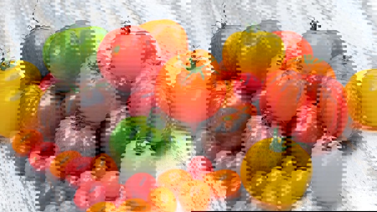 باحثون صينيون يبتكرون طريقة جديدة لإنتاج "طماطم ملونة" بسرعة قياسية