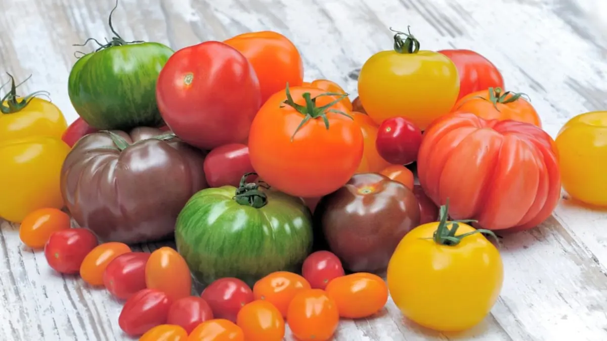 باحثون صينيون يبتكرون طريقة جديدة لإنتاج "طماطم ملونة" بسرعة قياسية