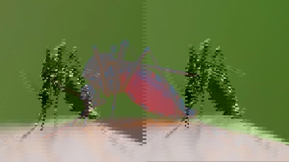 علماء يطورون طريقة جديدة للتعرف على البعوض المصاب بالملاريا