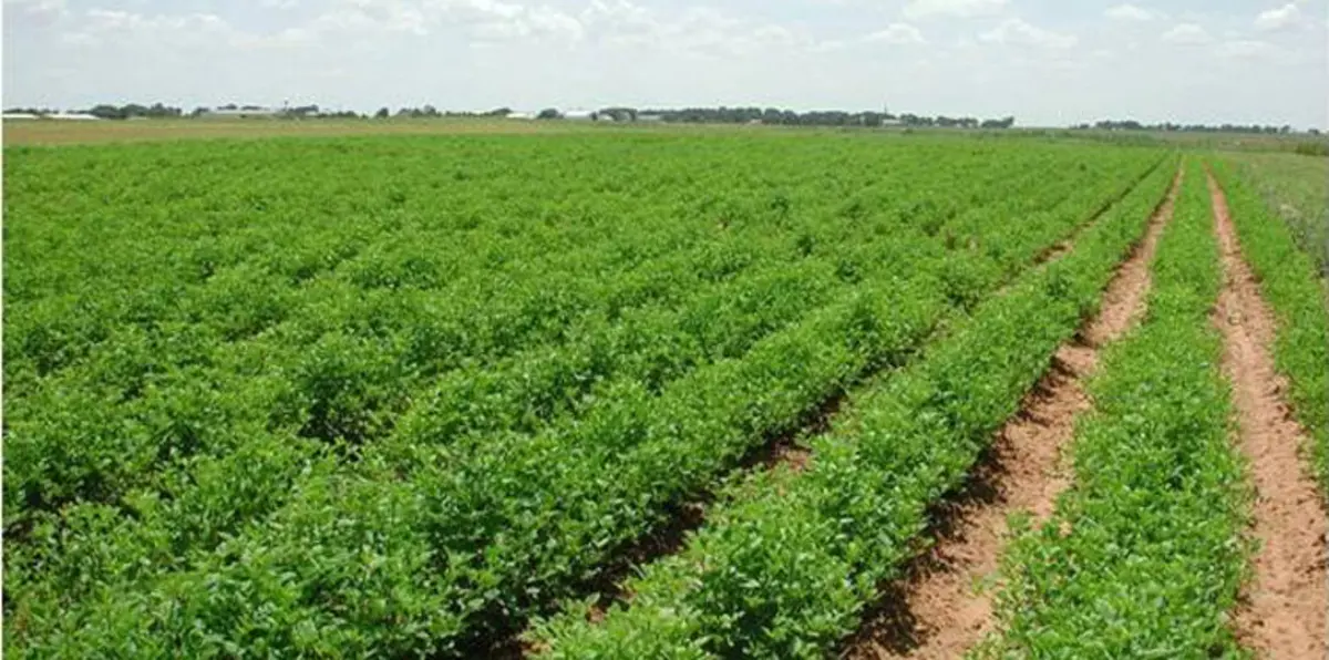 مصر.. البنك الدولي يدعم مشروع المليون فدان بـ500 مليون دولار