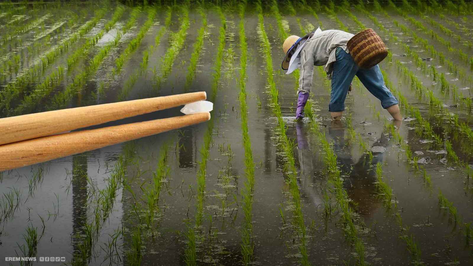 الأرز يهزّ الحكومة اليابانية