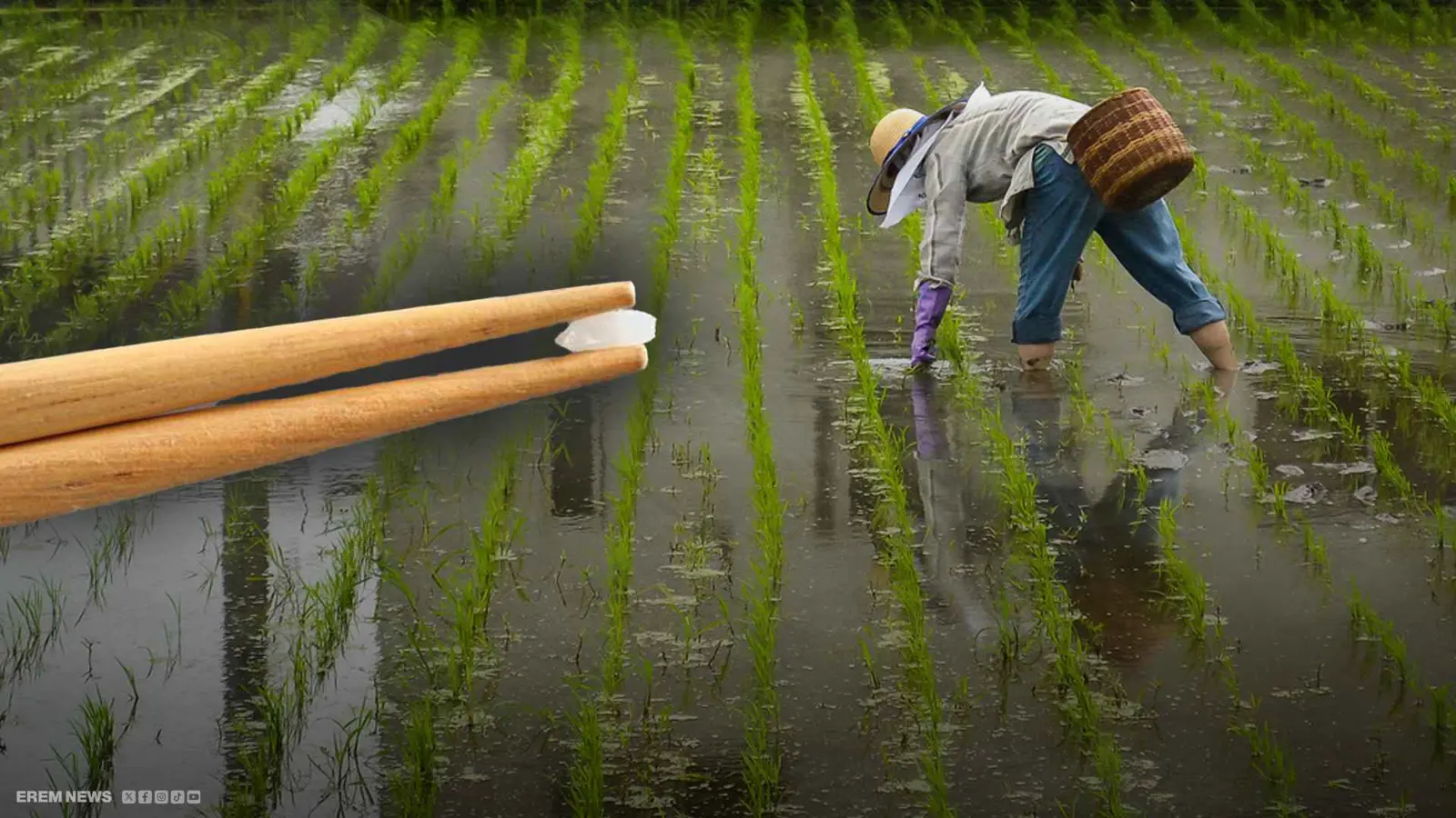 الأرز يهزّ الحكومة اليابانية