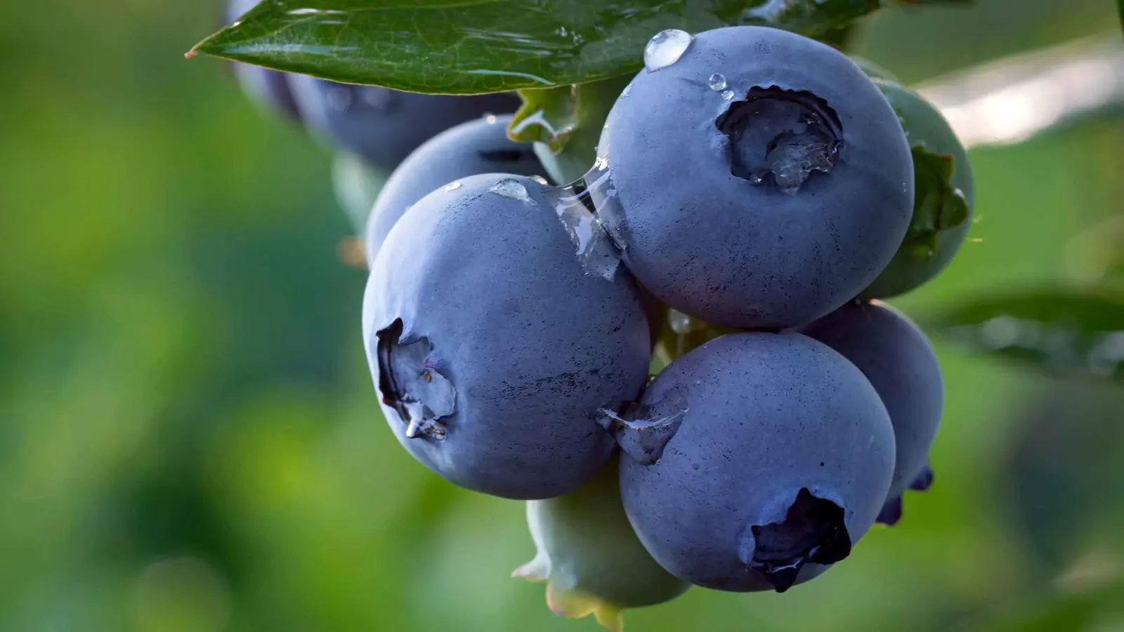 التوت الأزرق فاكهة "خارقة" لطول العمر