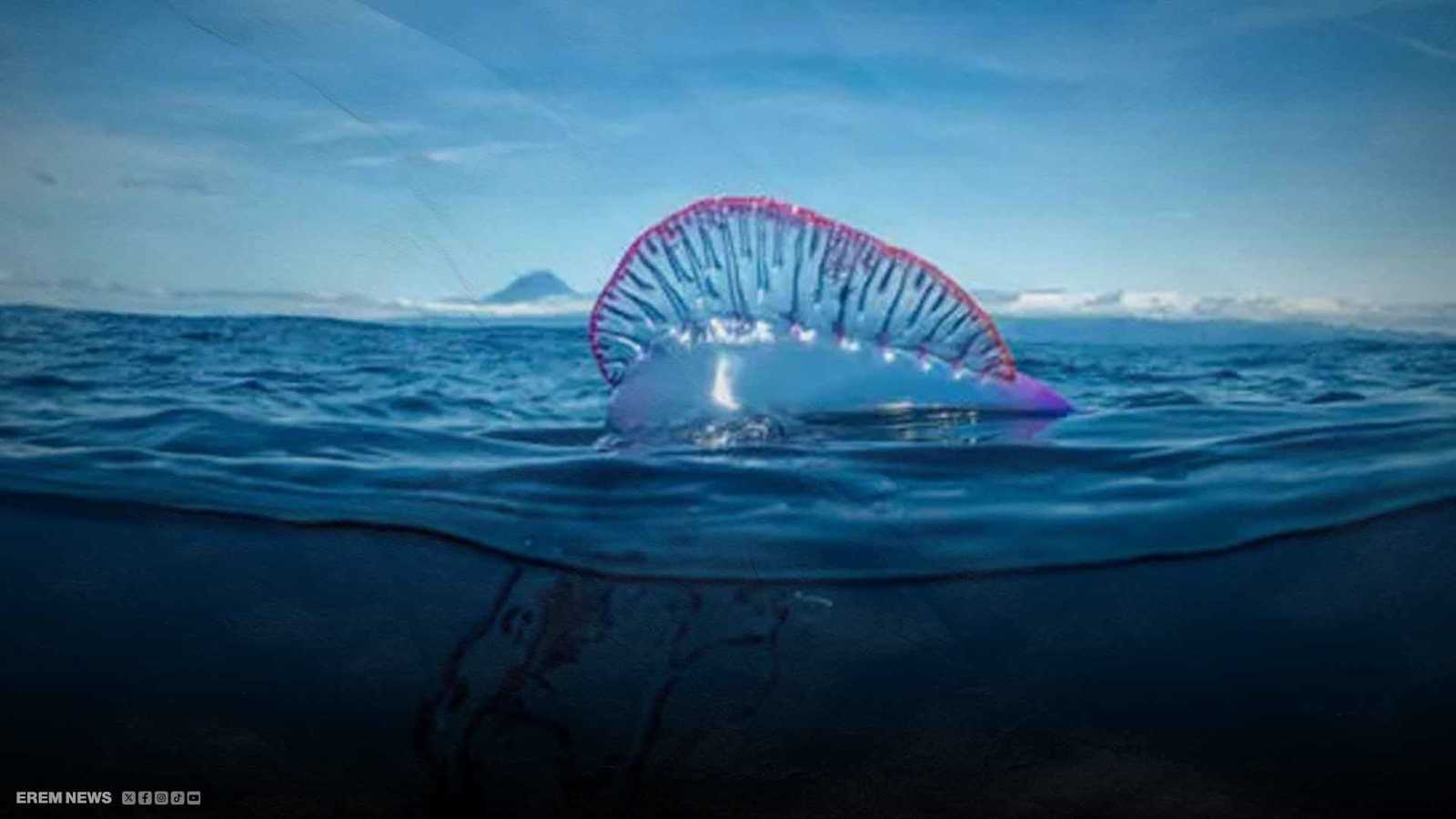 لسعته قاتلة.. ما هو "رجل الحرب البرتغالي" الذي استنفر بريطانيا؟