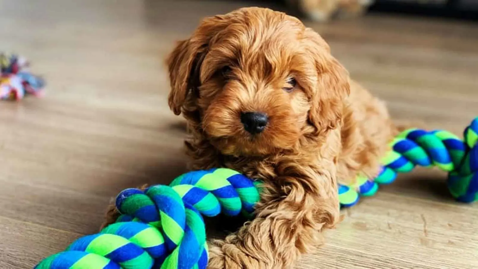 الكلاب بدل الأطفال.. تحوّل ثقافي بمفهوم الأسرة في الغرب