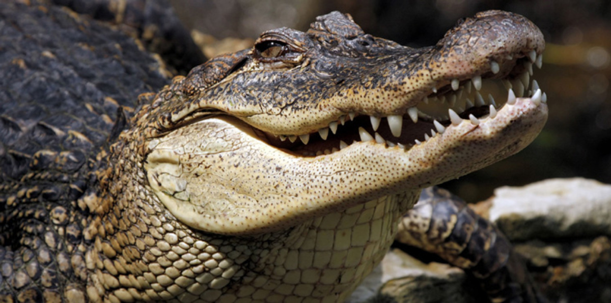 تونسيون يقتلون تمساحًا في حديقة للحيوانات