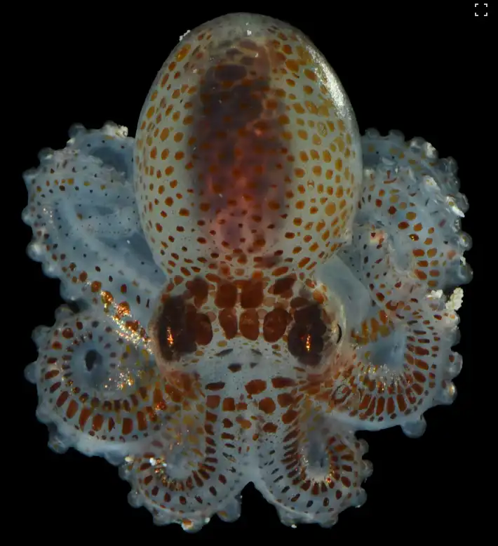 يرقة أخطبوط منقطة اتخذت من "هياكل الرصد" (ARMS) ملجأً لها