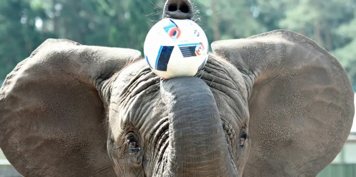 الفيل نيلي تتوقع الفائز من ألمانيا وأوكرانيا في يورو 2016 (صور)