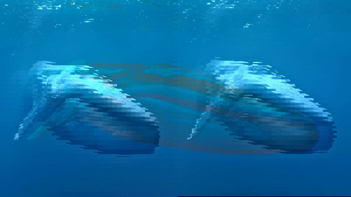 ما العلاقة بين الحيتان وعمر الإنسان؟ 