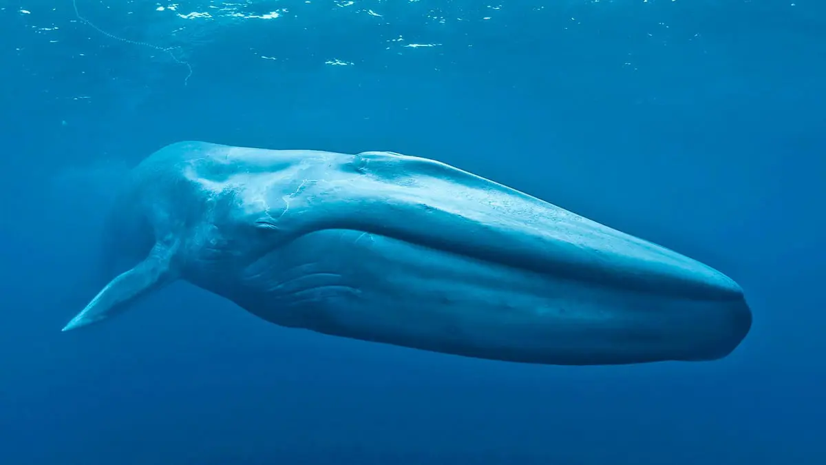 ما العلاقة بين الحيتان وعمر الإنسان؟ 