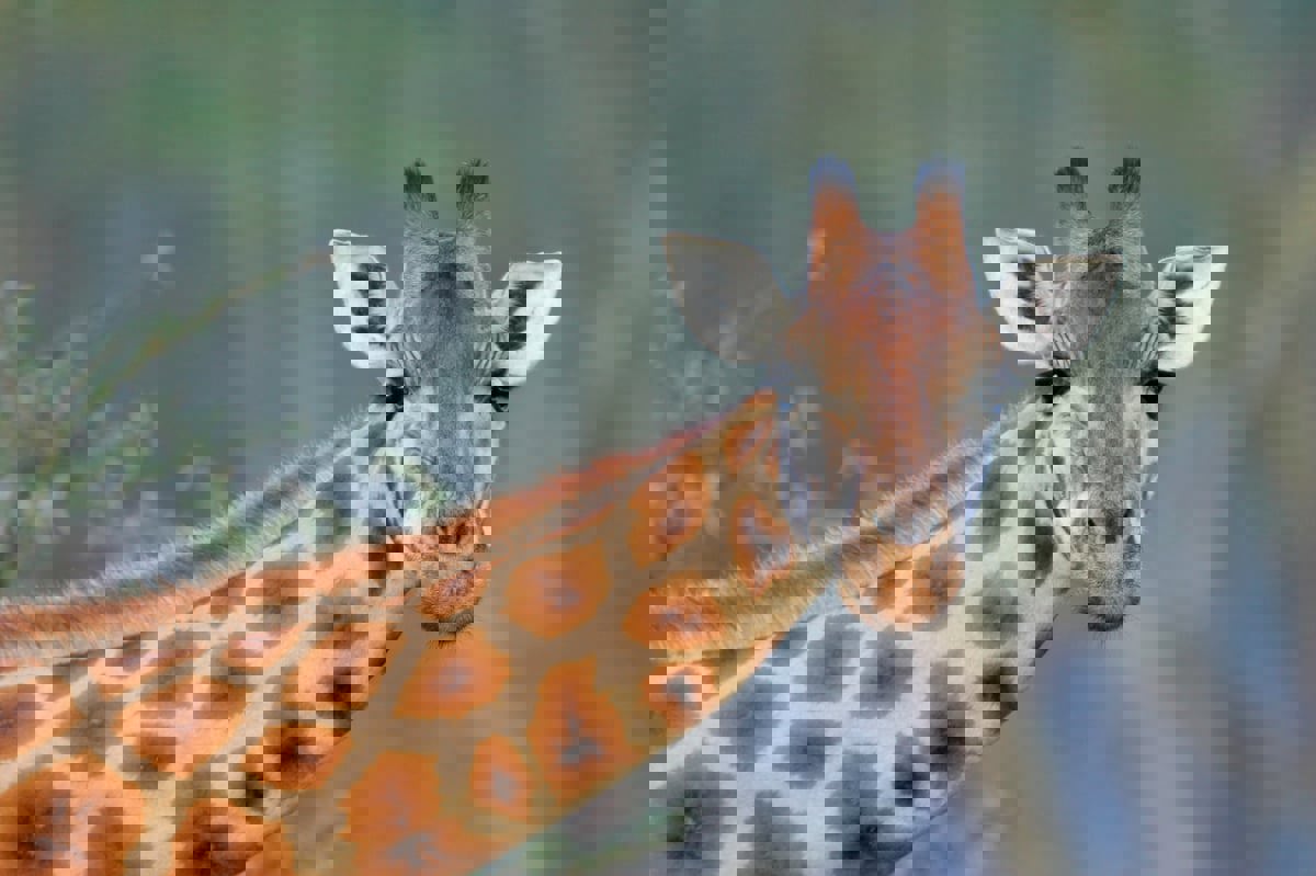 بموقف طريف.. زرافة تلتقط طفلة صغيرة من سيارة رحلة سفاري (فيديو)