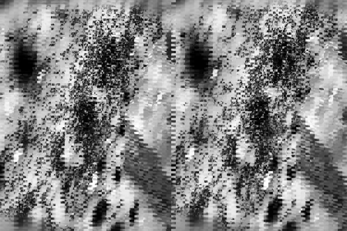 البرازيل: الإنسانية تخذل المدنيين في غزة