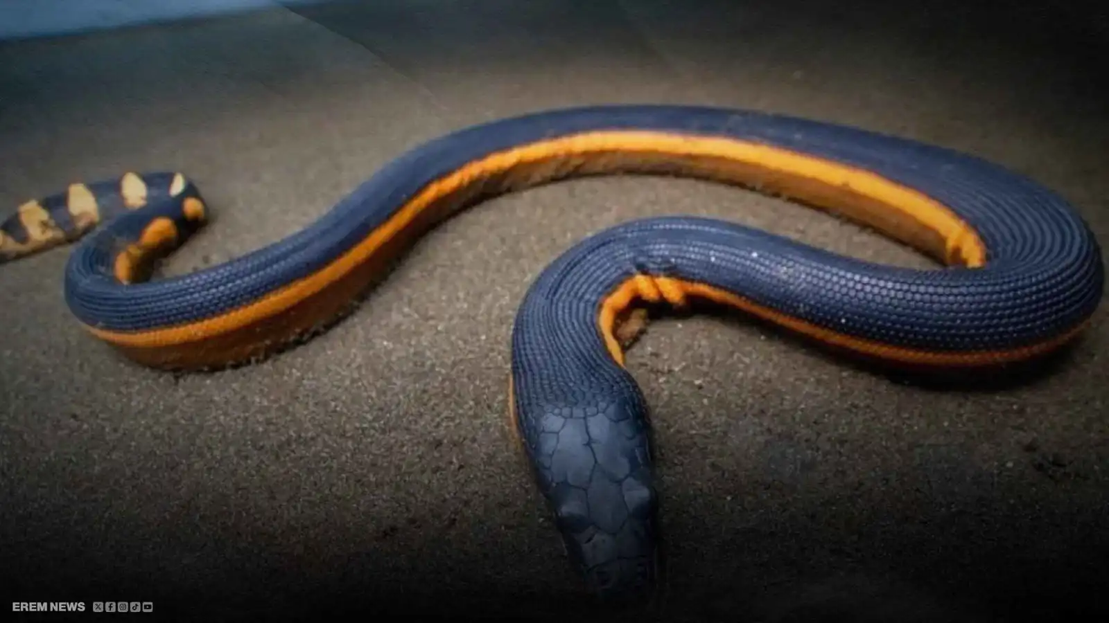 أفعى بحرية مرعبة تظهر لأول مرة في العراق