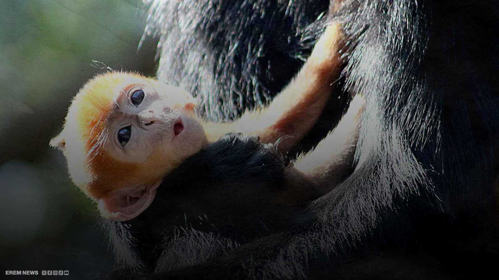 وُلد بلون النار.. قرد أمريكي نادر يشعل الإنترنت (فيديو إرم)
