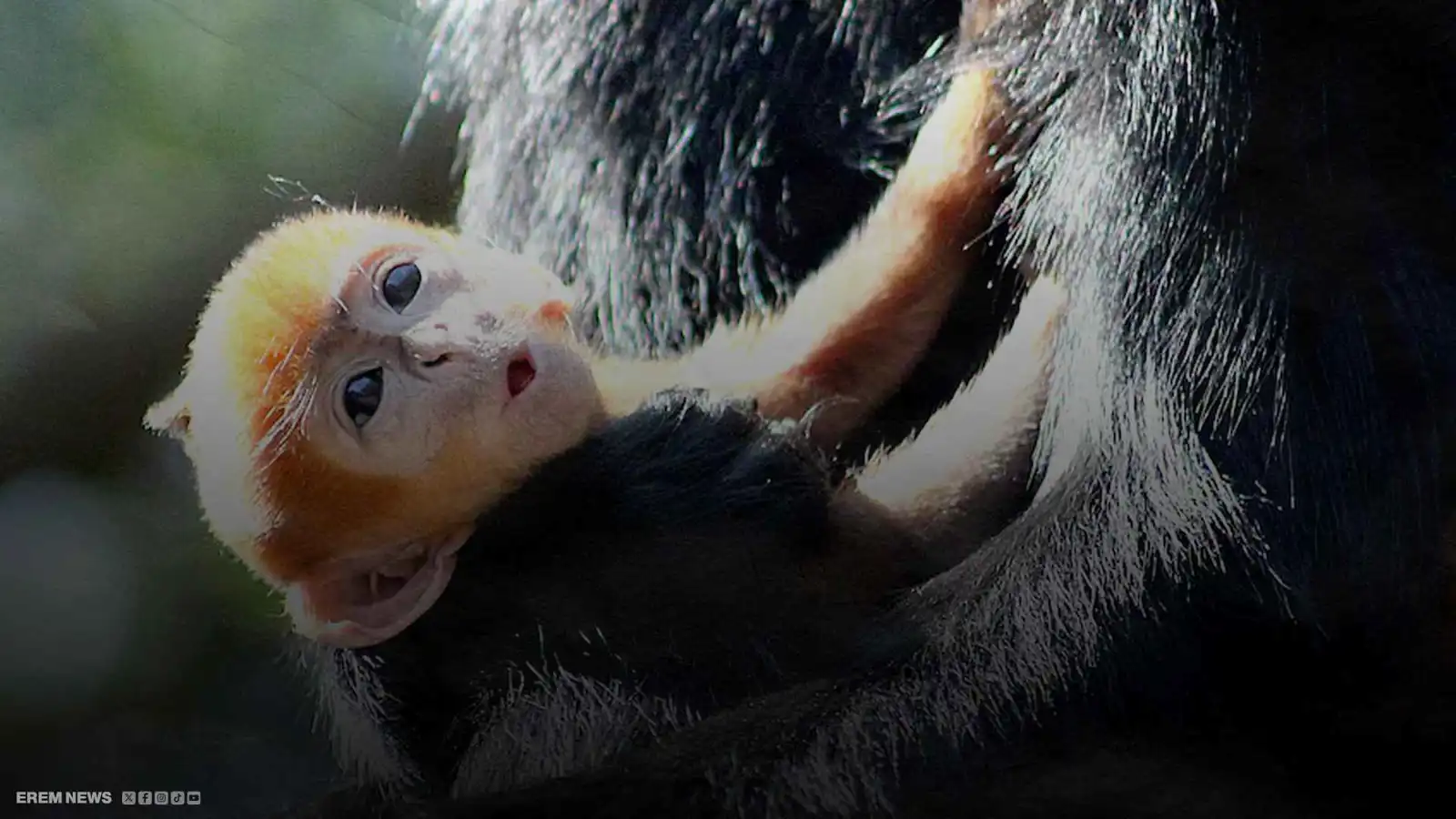 وُلد بلون النار.. قرد أمريكي نادر يشعل الإنترنت (فيديو إرم)