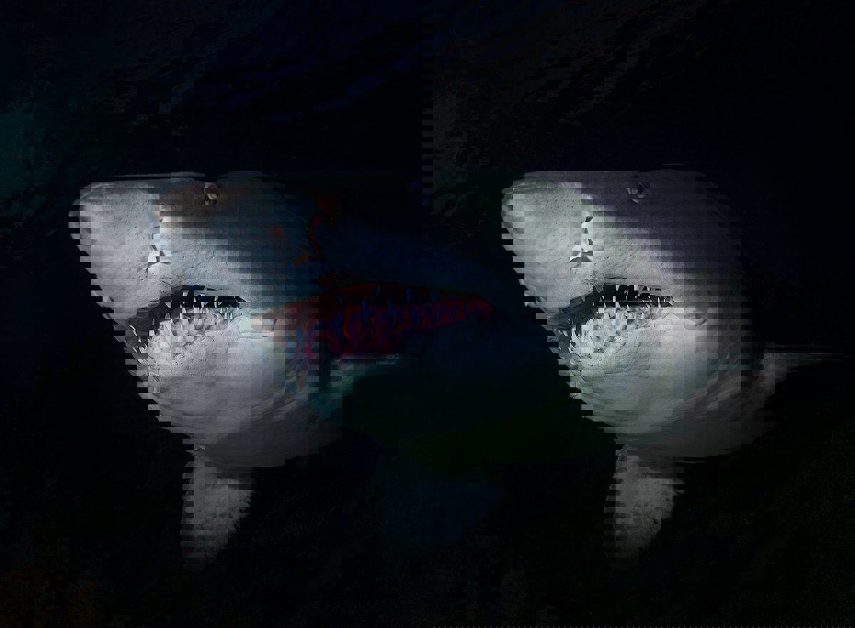 ظهور مفاجئ لسمكة قرش على شاطئ إسباني شهير يثير الذعر (فيديو)