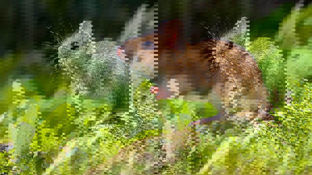 خطأ "جيني" يحوّل فئران أليفة إلى فائقة العدوانية