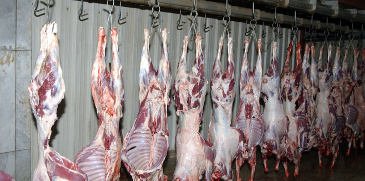 السعودية.. أهالي الأحساء يأكلون لحوم حيوانات مريضة‎