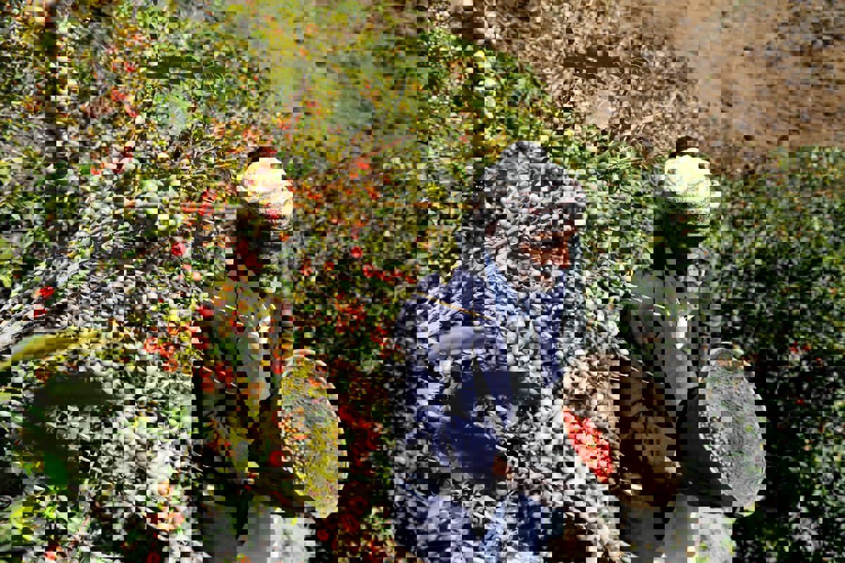 الأول في العالم.. البن اليمني يدفع ثمن الحرب والجفاف