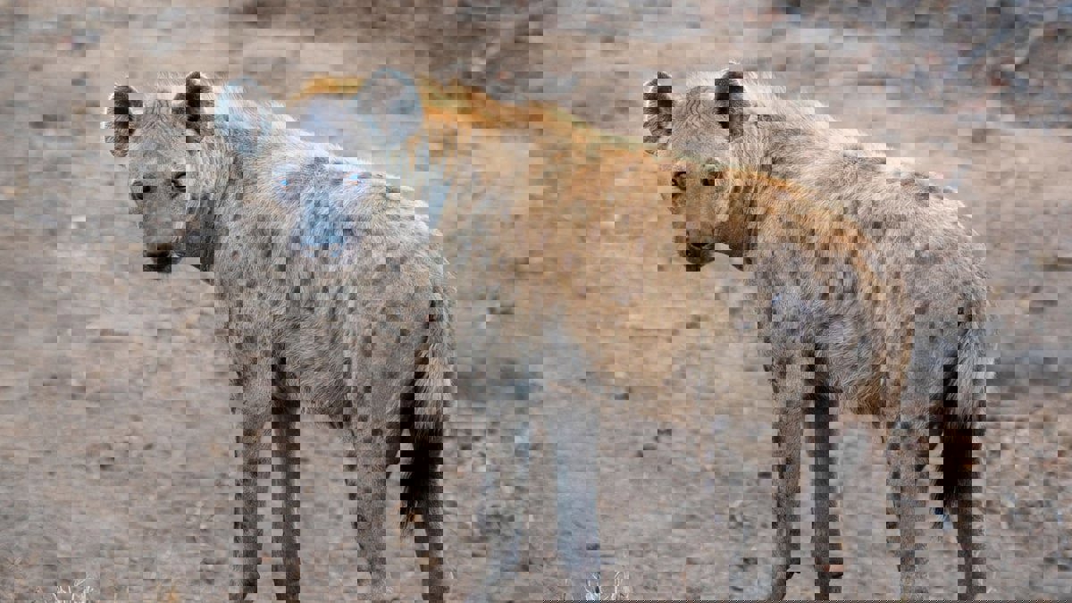 الإمارات.. العثور على الضبع المتجول بخورفكان نافقًا 