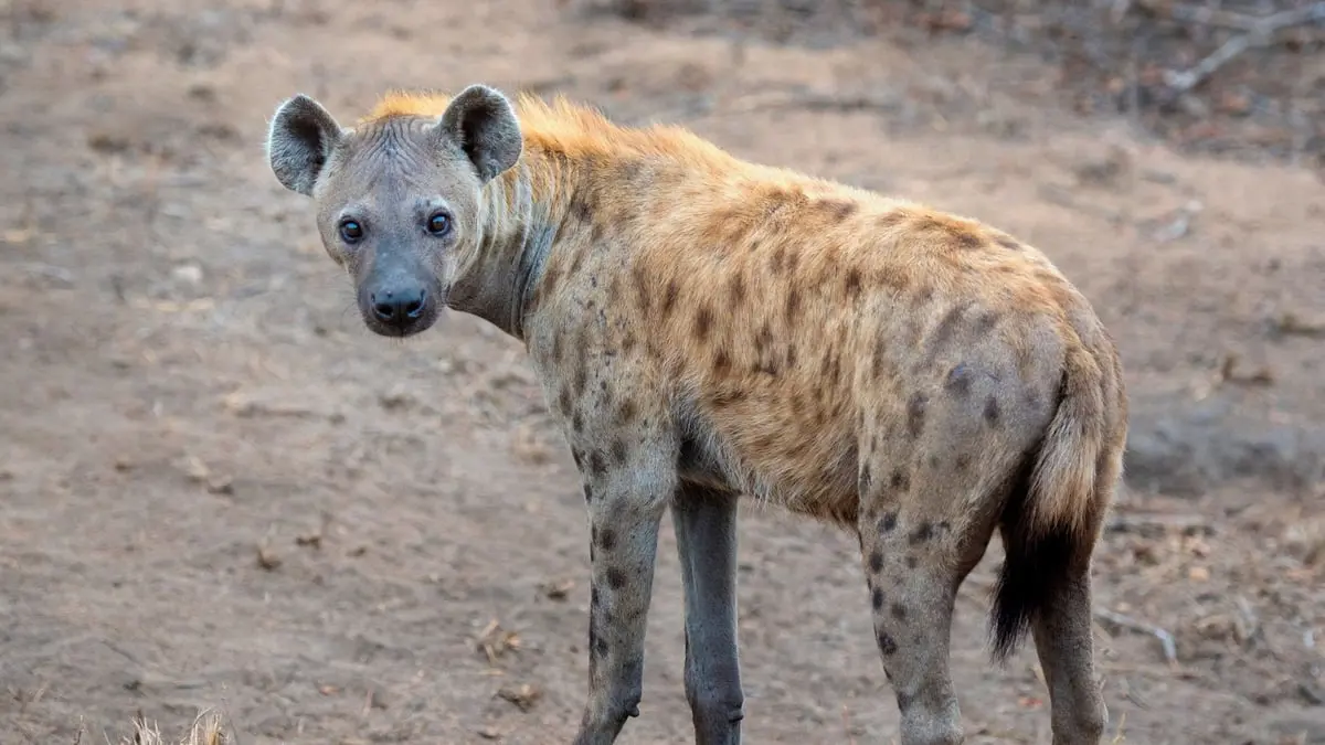 الإمارات.. العثور على الضبع المتجول بخورفكان نافقًا 