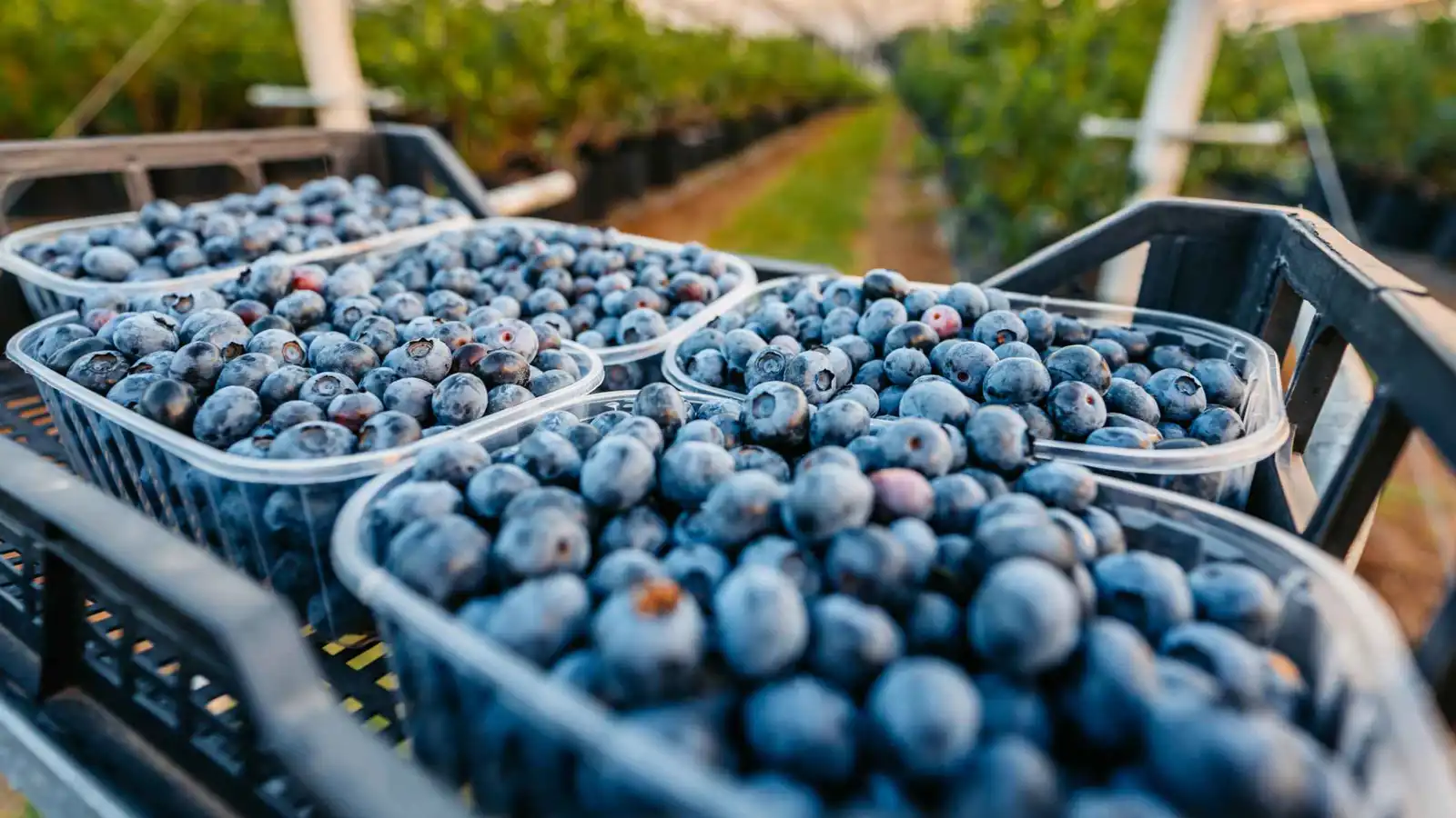 صبغة أرجوانية بفوائد ذهبية.. ما الذي يميز التوت الأزرق؟