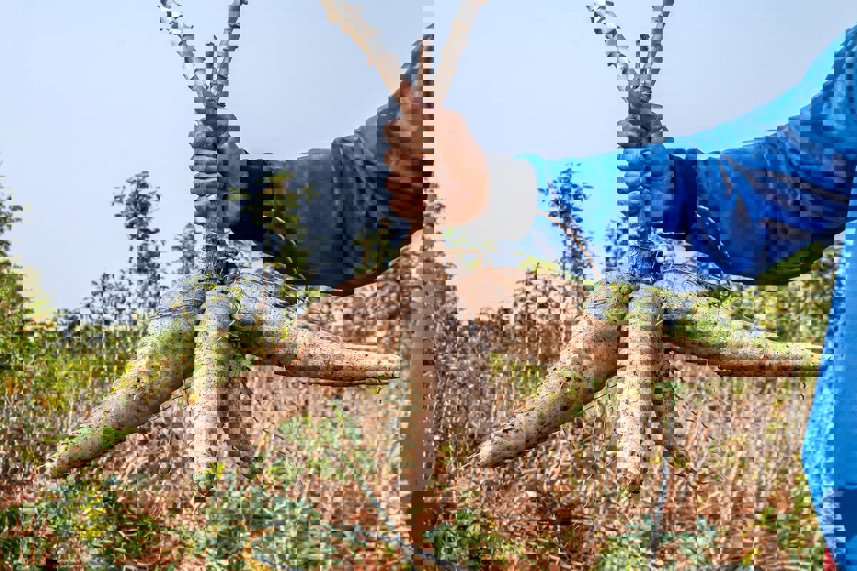 نبات شديد السمية يمكن أن يصبح "الغذاء الخارق" غدًا