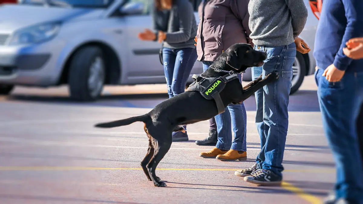 هل تكتشف الكلاب فيروس كورونا بحاسة الشم؟