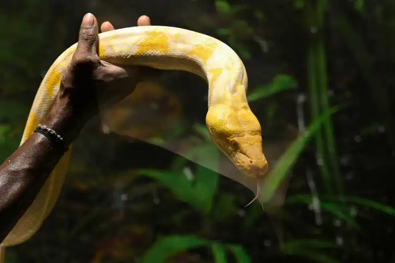 أفعى "البايثون" 