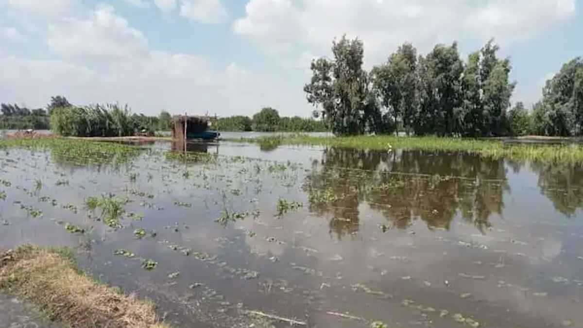 ارتفاع منسوب مياه النيل يُغرق قرية في المنوفية بمصر (فيديو)