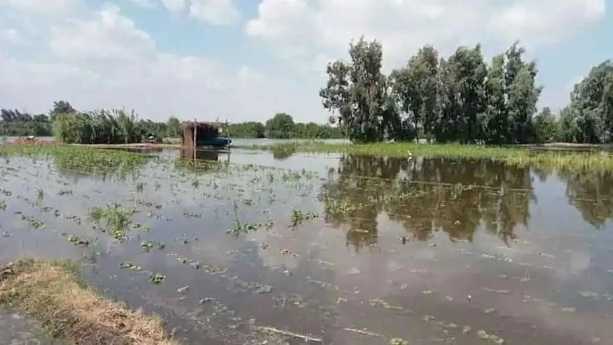 ارتفاع منسوب مياه النيل يُغرق قرية في المنوفية بمصر (فيديو)