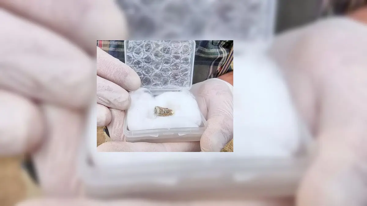 اكتشاف إحدى أقدم علامات هجرة البشر خارج قارة أفريقيا