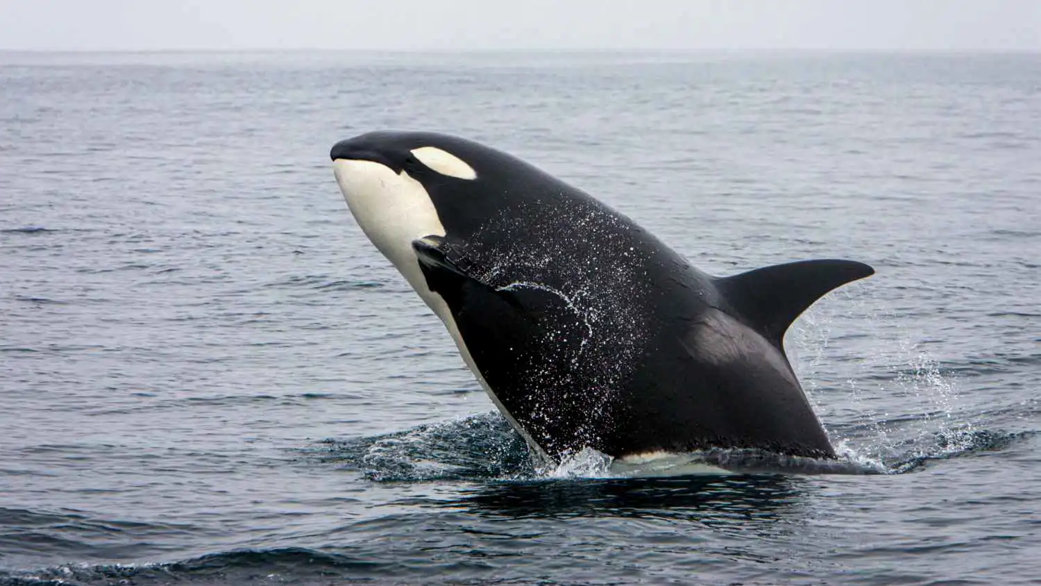 لحظات مرعبة.. حيتان قاتلة تغرق يختًا سياحيًا في البرتغال (فيديو)