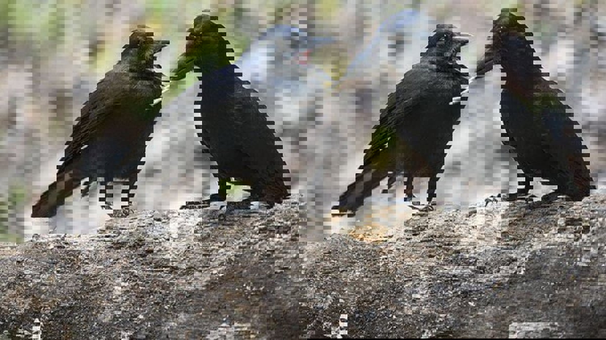 حيوانات عملت لصالح وكالة المخابرات المركزية