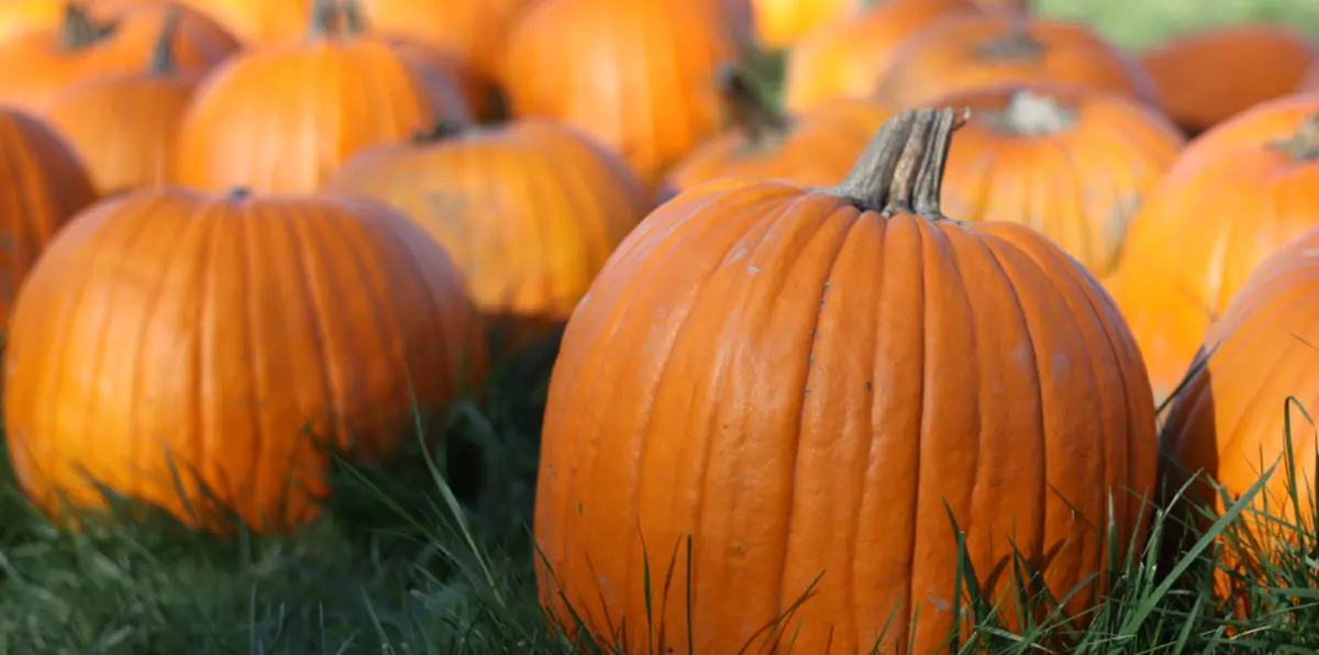 القرع العسلي.. كنز من الفيتامينات والمعادن