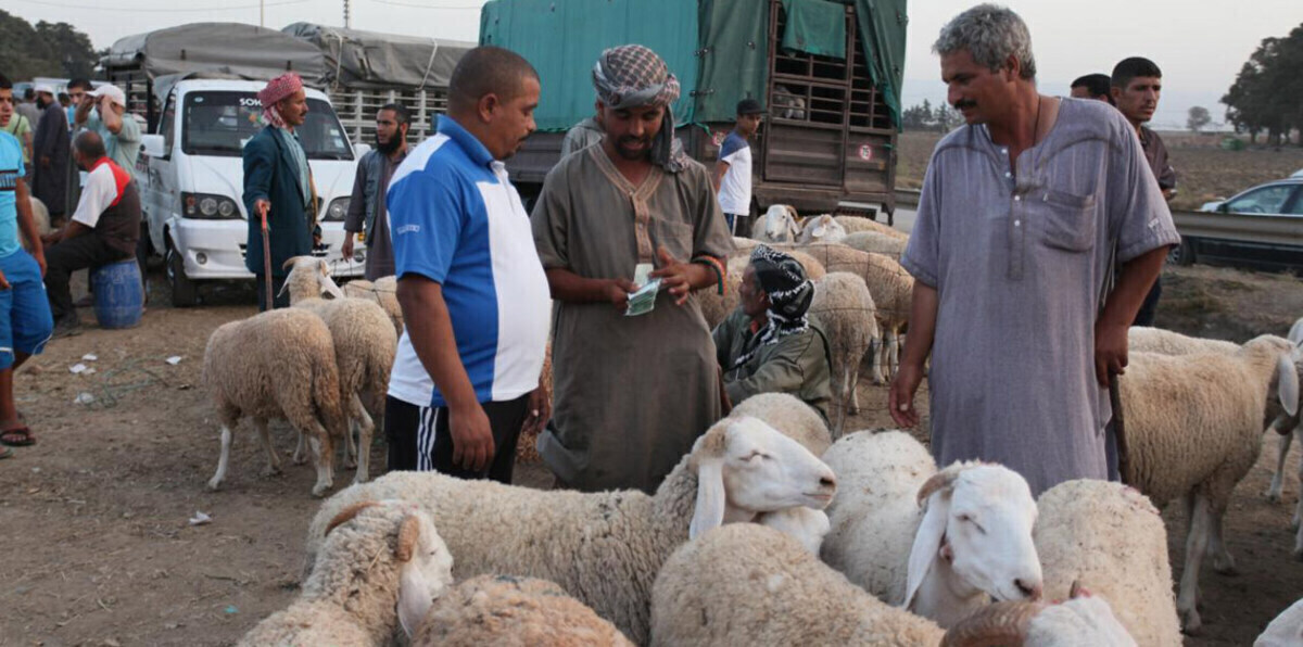 ركود سوق الأضاحي في مصر قبيل العيد وسط جنون الأسعار