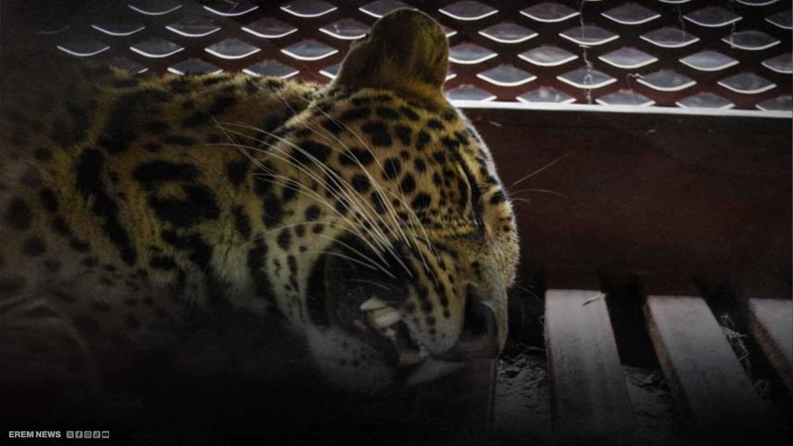 فهد يهاجم شرطيين في الهند.. لحظات رعب توثّقها الكاميرات (فيديو إرم)