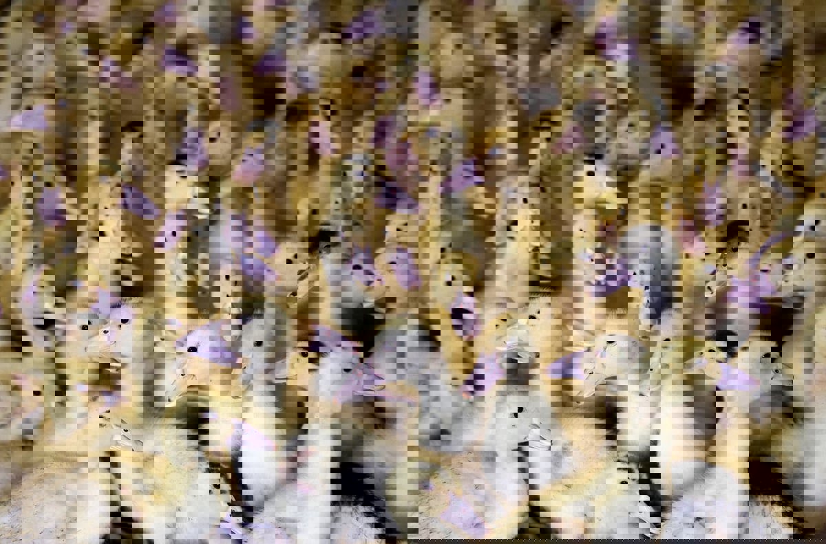 اكتشاف إنفلونزا الطيور في مزرعة جديدة بأستراليا‎