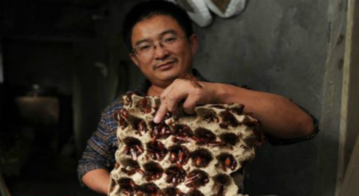 الصراصير تجلب الثروة إلى الصينيين