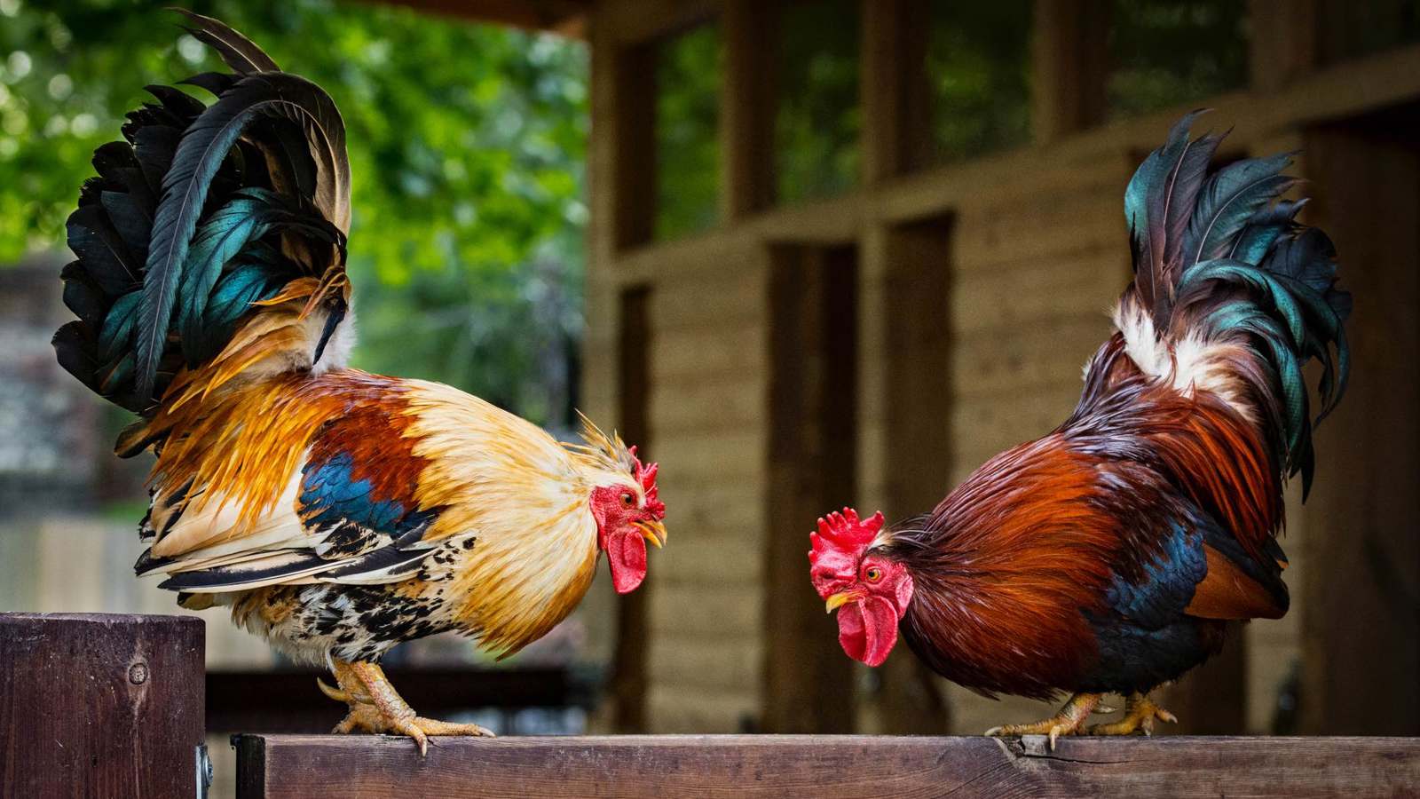 مسؤول عن حماية الحيوانات يتورط بمخالفة صادمة في تركيا