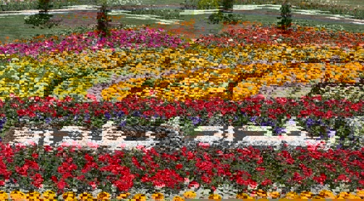 مهرجان بغداد للزهور.. لوحات من الورود تجسد الحرب على داعش