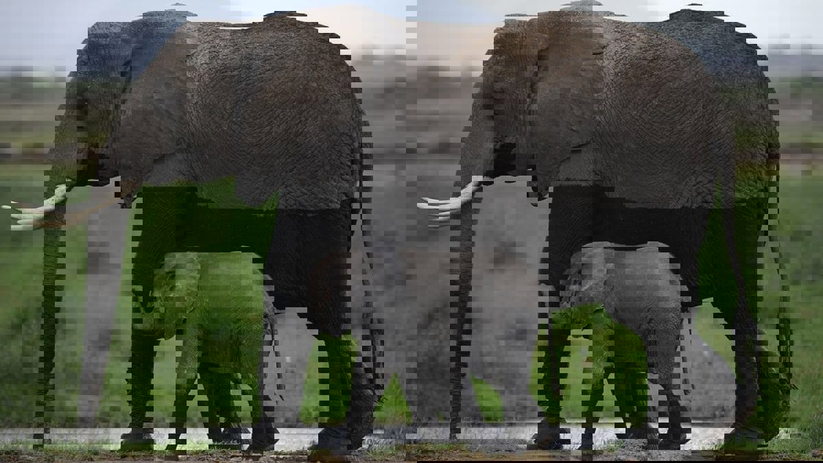 تجارة العاج.. خطر يهدد بانقراض الفيلة في نيجيريا