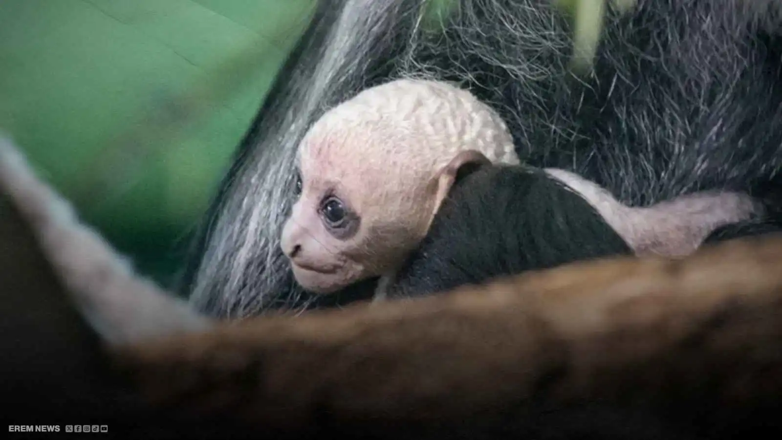 بريطانيا.. ولادة قرد أبيض نادر تربك العلماء (فيديو إرم)