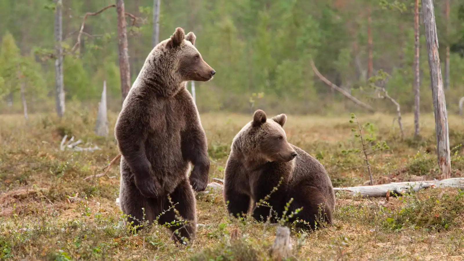دبّان يحتجزان نفسيهما داخل سيارة ويطلقان البوق طلبًا للنجدة (فيديو)