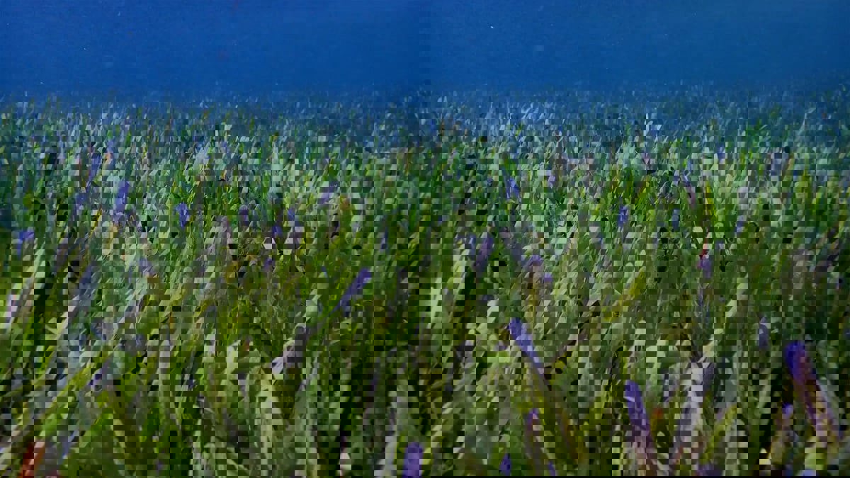 علماء أستراليون يكتشفون أكبر وأقدم عشبة بحرية في العالم