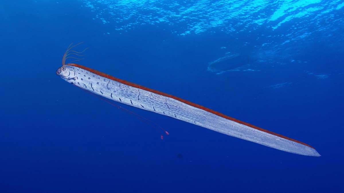 للمرة الثانية.. ظهور سمكة "يوم القيامة" على شواطئ كاليفورنيا