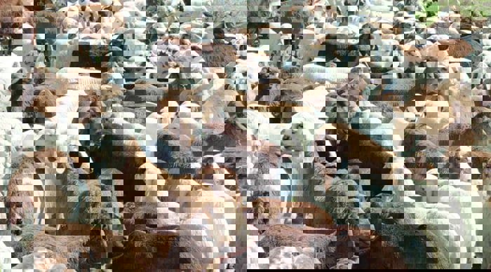 الجزائر.. ما سر الارتفاع الجنوني في أسعار أضاحي العيد؟ 