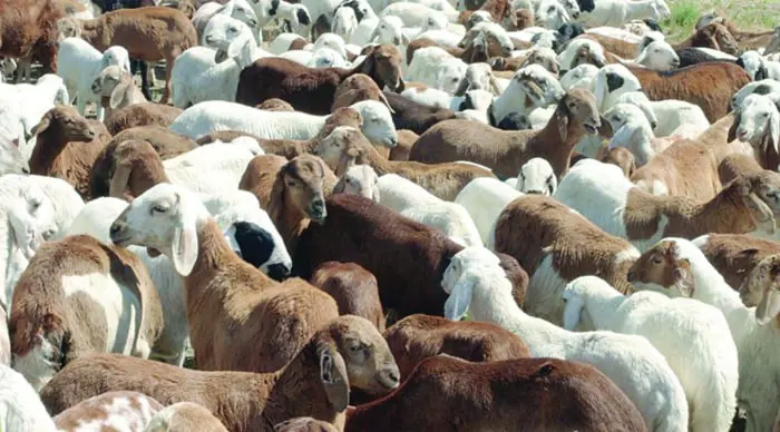 الجزائر.. ما سر الارتفاع الجنوني في أسعار أضاحي العيد؟ 