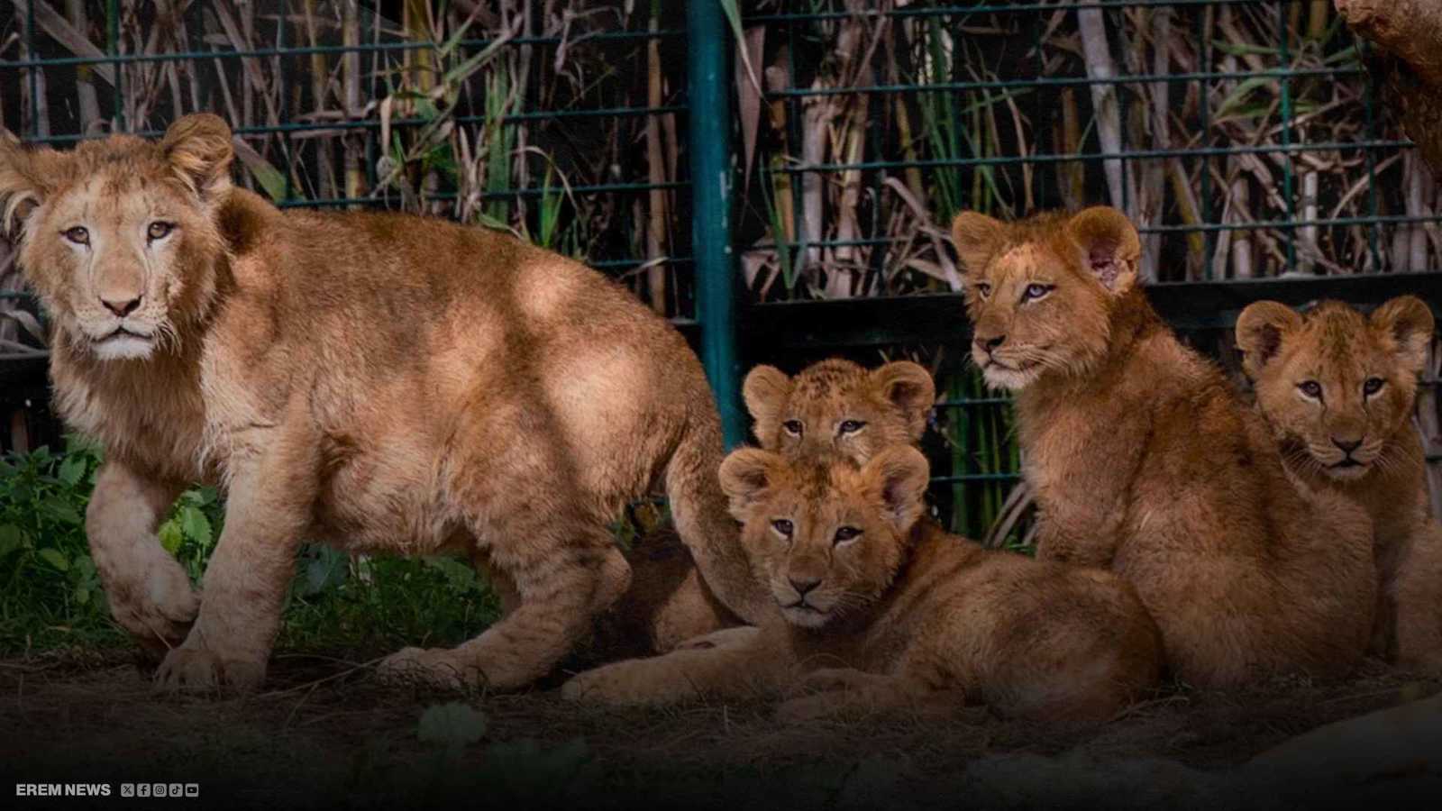 عودة "أسد الأطلس".. ولادة 4 أشبال من "البربري النادر" (فيديو إرم)